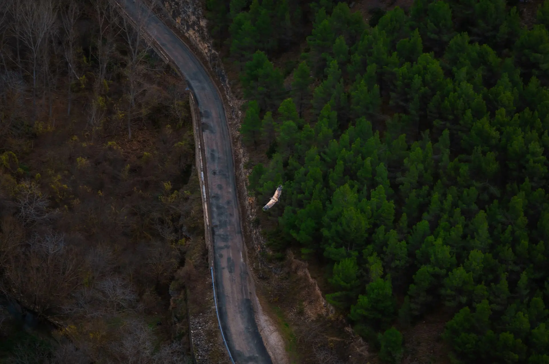 Miles de personas acuden cada año a los cañones del río Mesa para el avistamiento de buitres